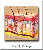 PAIN RECEPTORS PRESENT IN THE SKIN