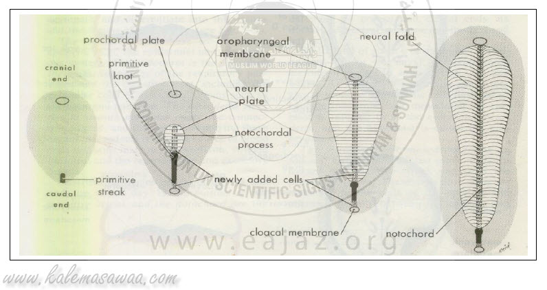  عجب الذنب  Attachment