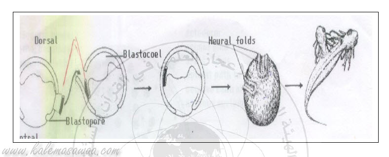  عجب الذنب  Attachment