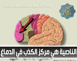 الناصية هي مركز الكذب في الدماغ