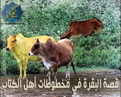 قصة بقرة بني إسرائيل في مخطوطات أهل الكتاب