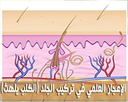 الإعجاز القرآني في تركيب الجلد ( كمثل الكلب إن تحمل عليه يلهث أو تتركه يلهث )